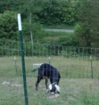 /album/herd-sires/img00542-20100524-1741-00003-12-jpg/